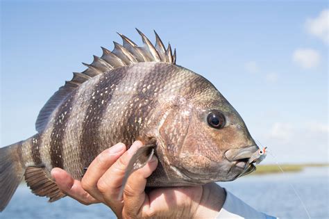 What Does A Black Drum Fish Look Like at Lucas Cade blog