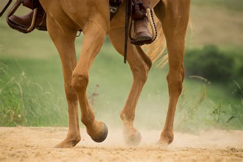 Can A Horse Vomit? All About the Horse’s Digestive System - Equineigh