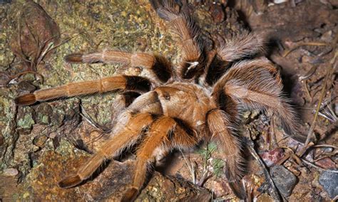 10 Spiders in Arizona - A-Z Animals
