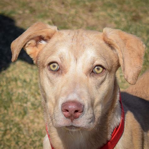 Stars - Animal House Shelter