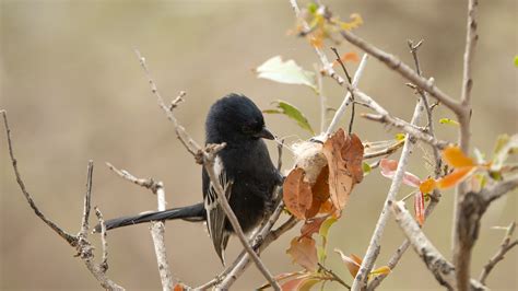 Southern Black Tit | BirdForum