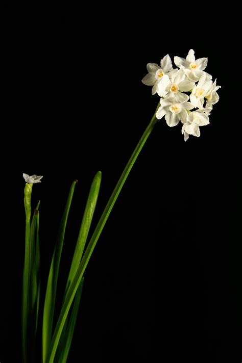 Lacey Laid Nudes Photos, Download The BEST Free Lacey Laid Nudes Stock Photos & HD Images