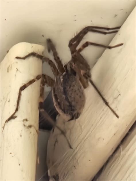 Wondering if my new neighbor is friendly or if I should relocate them? : r/spiders