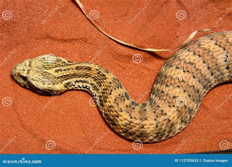 Common Death Adder Snake Royalty-Free Stock Image | CartoonDealer.com ...