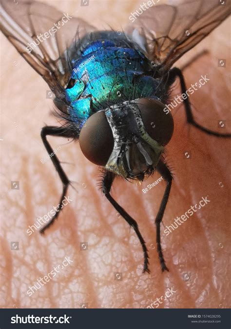 Stock Photo and Image Portfolio by Be Shearer | Shutterstock