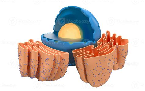 Animal Endoplasmic Reticulum