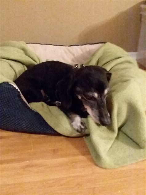 Laylaa Draya on Twitter: "#HappyInternationalDogDay to my babies! I strive to be this cute one ...