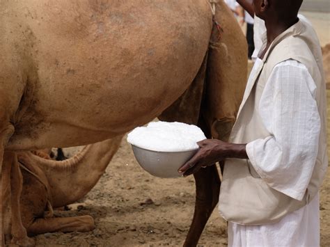 Camel milk improves digestion and combats high blood pressure. This is what an Australian study ...