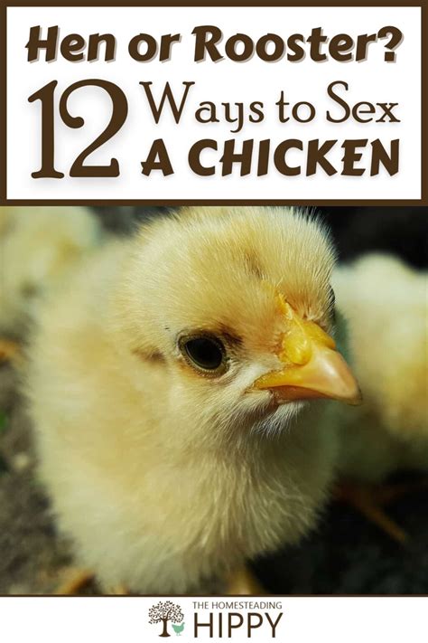 12 Ways to Sex a Chicken - Hen or Rooster?