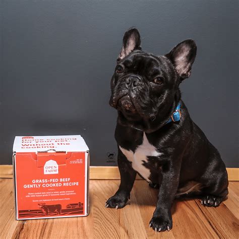 Best Dog Raincoats of 2020