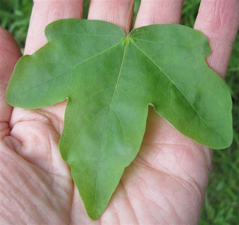 Lobed Leaves Identification