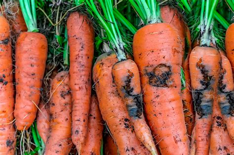 How to Grow and Care for Carrots