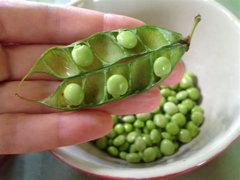 What Are Pigeon Peas at Helen Williamson blog
