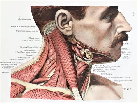 Anatomy Of Neck And Throat