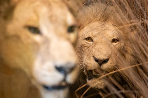 Lion And Lioness Free Stock Photo - Public Domain Pictures