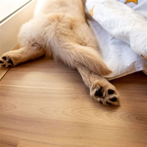 6 Top Dog Friendly Flooring Options for your Home - House that Barks