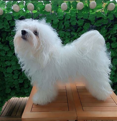 Chanel Piccolo Amore – Bichon klub Slovensko