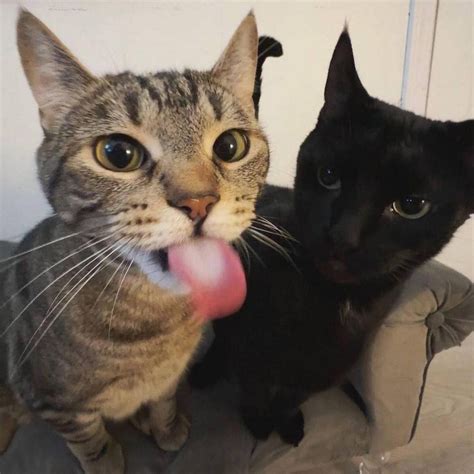 lick / funny posts, pictures and gifs on JoyReactor