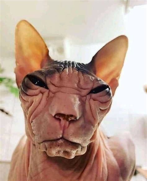 Pin by Maz Dave on cats | Cute hairless cat, Ugly cat, Hairless cat