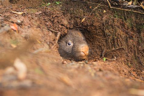 Wombats | Wildlife Victoria