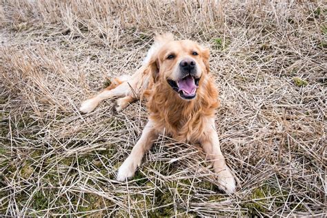Field Golden Retriever: A Friendly Dog With a Great Work Ethic