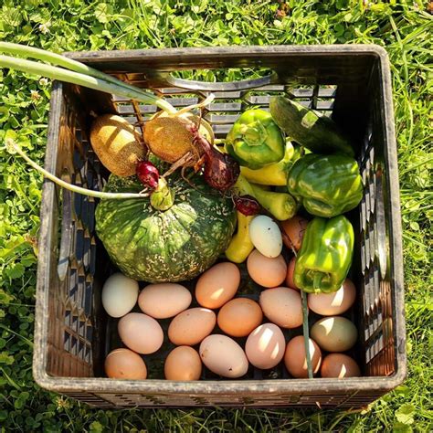 Gardening While Pregnant – Homestead Mamas