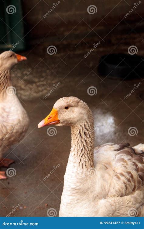 American Buff Goose Anser Anser Domesticus Stock Image - Image of ...