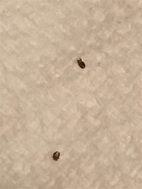 Tiny Black Bugs Crawling In My Bed at Deborah Jay blog