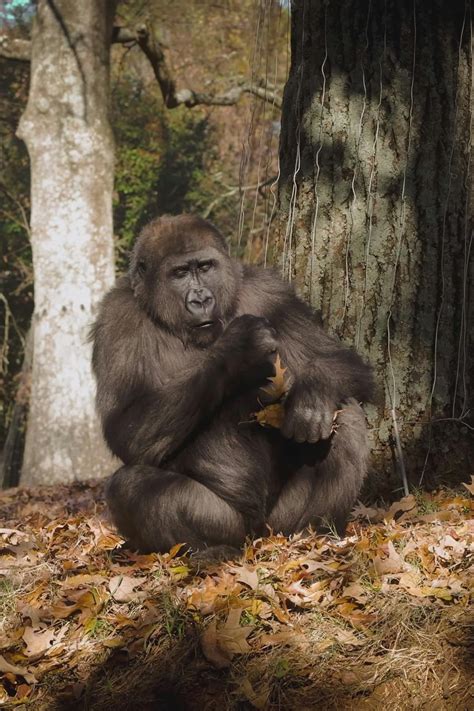 Black+Woman+Twerk Videos, Download The BEST Free 4k Stock Video Footage ...