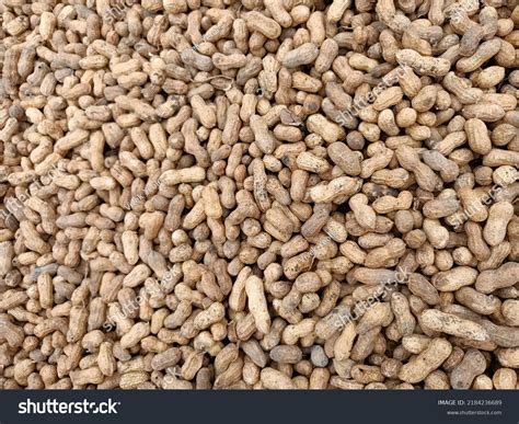 Peanut Groundnut Legume Beans Seeds Pods Stock Photo 2184236689 ...