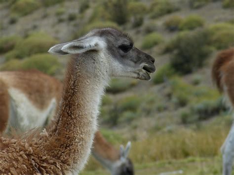 South American Desert Animals THE ATACAMA DESERT Why Should You
