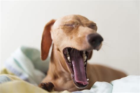Free Images : cute, canine, pet, portrait, small, hound, yawn, close up ...