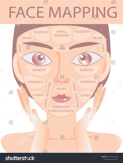 Mapa Facial De Acne Imágenes De Face Map Libres De Derechos