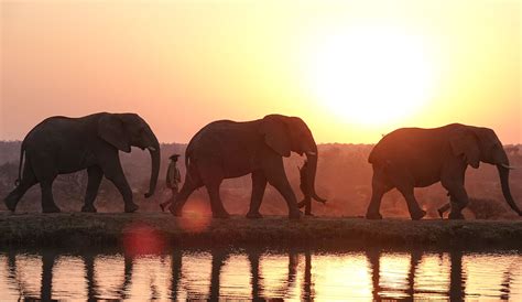 Good to Know: Surprising Facts About Safaris | Andrew Harper