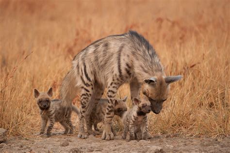 Striped Hyena Pup
