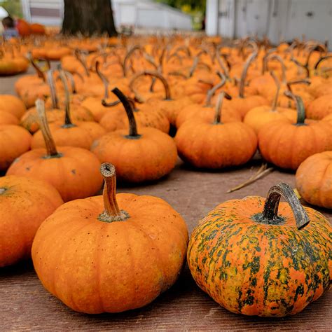 20 Best Pumpkin Patches In And Around Toronto