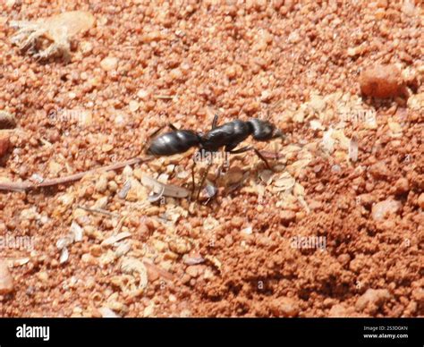 African stink ant (Paltothyreus tarsatus Stock Photo - Alamy