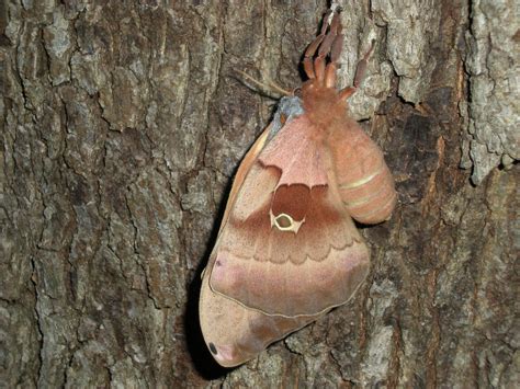 Giant Moth Species