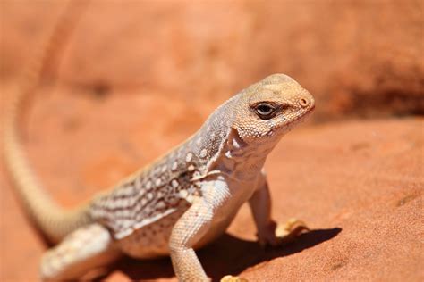 What Do Lizards Survive In The Desert at Thomas Gabaldon blog