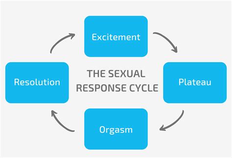 Graph Of Sexual Response Cycle