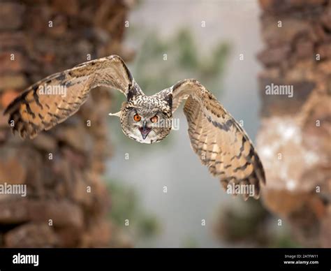 Eurasian eagle-owl (Bubo bubo) is a species of eagle-owl that resides ...