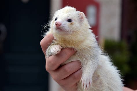 Ferret Photos, Download The BEST Free Ferret Stock Photos & HD Images