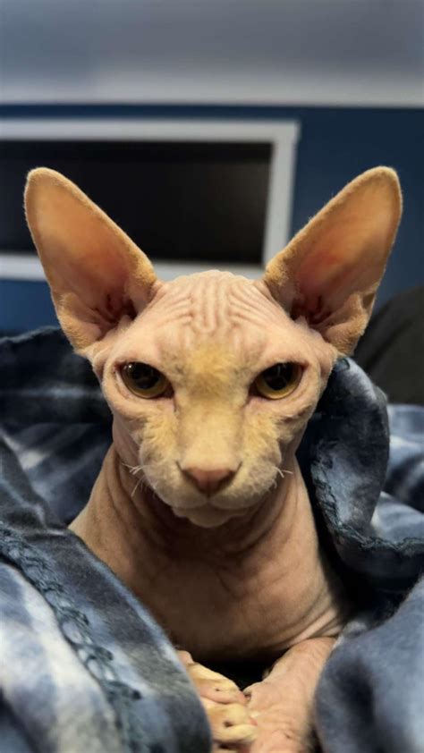 Prolly the best picture I’ve taken so far on my cat. : r/sphynx