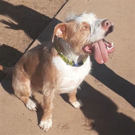 Pitbull Meets Poodle—And The Internet Can’t Get Enough