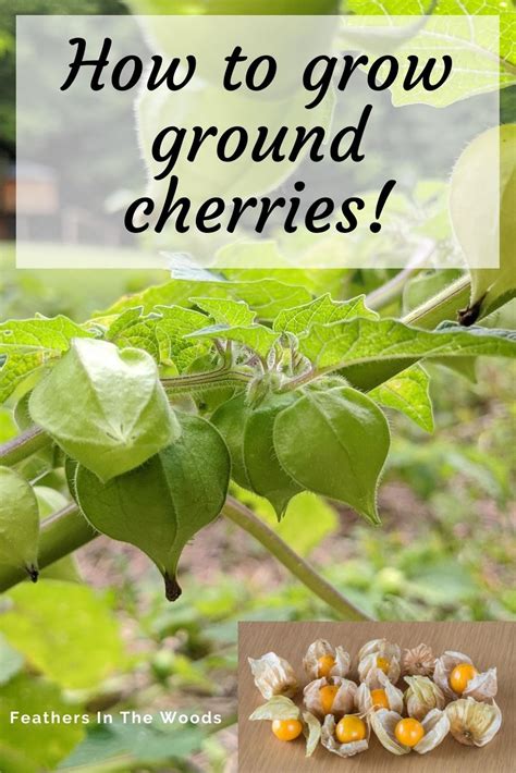 Have you grown ground cherries yet? - Feathers in the woods