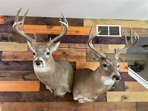 How To Hang Deer Mount On Wall at Lucy Darrell blog