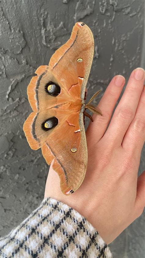 I’ve been blessed : r/moths