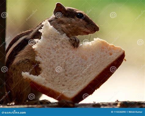 Can Squirrels Eat Bread