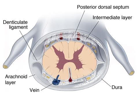 Operative Spinal Cord Anatomy | The Neurosurgical Atlas