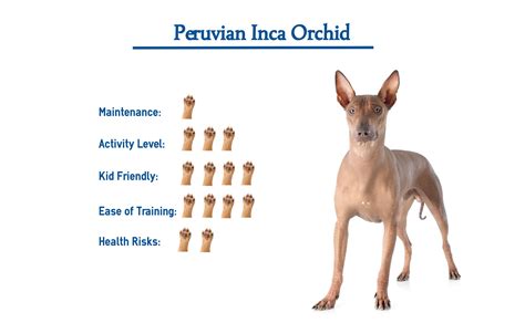 Peruvian Inca Orchid Dog Breed… Everything You Need to Know at a Glance!